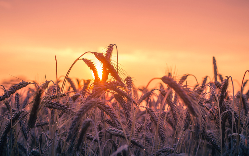 Non-profit Org. Incorporated